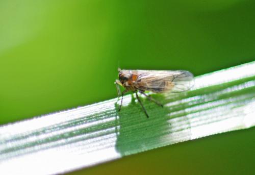 Javesella pellucida
